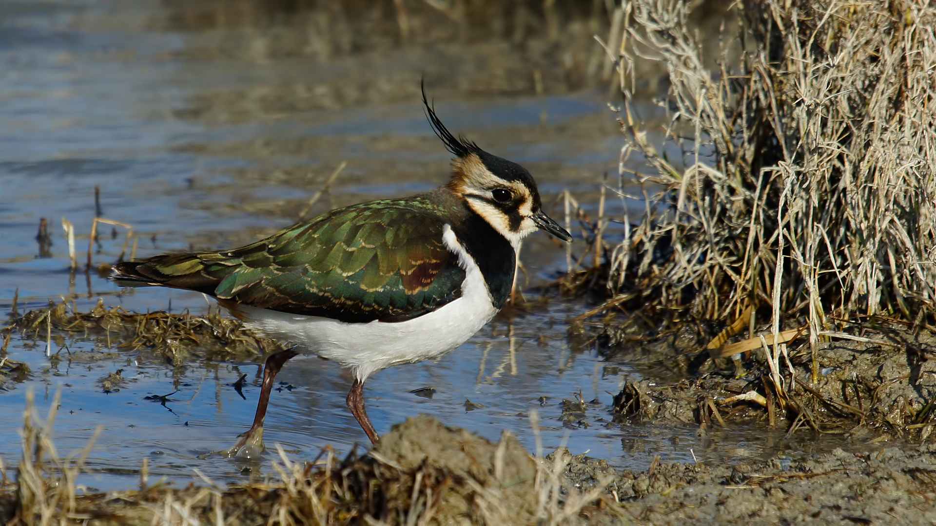 Northern Lapwing